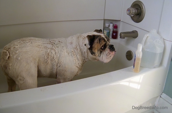 A large, wet, white with brown and black Bulldog is standing in a bath tub filled with water. There is a gallon plastic jug and a bottle of soap on the side of the tub.