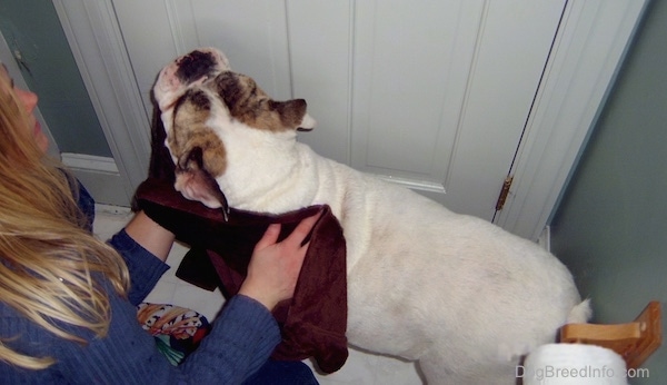 A white bulldog is getting dried off with a towel by a blonde haired lady.