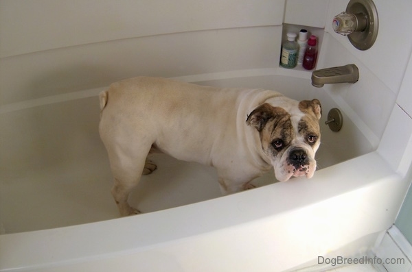 A wide white with brown Bulldog is standing in a white bath tub and it is looking over the edge.
