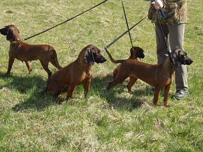 Four Bavarian Mountain Scent Hounds on leashes outside with a person
