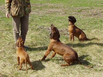 Three Bavarian Hounds being trained by a person