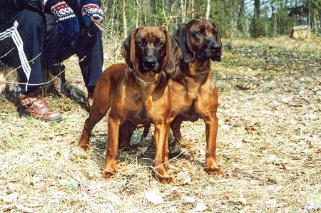 Two Bavarian Mountain Scent Hounds outside with a person holding there leashes