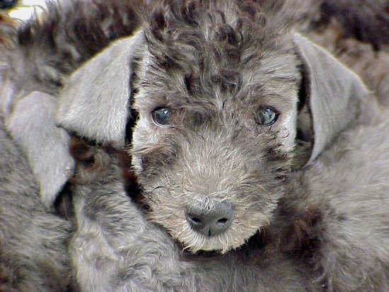 Close Up - Bedlington Terrier puppy face