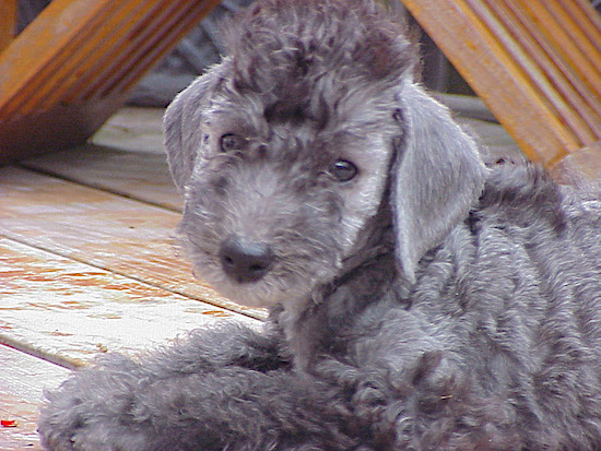 Close Up - Bedlington Terrier laying on a wooden deck