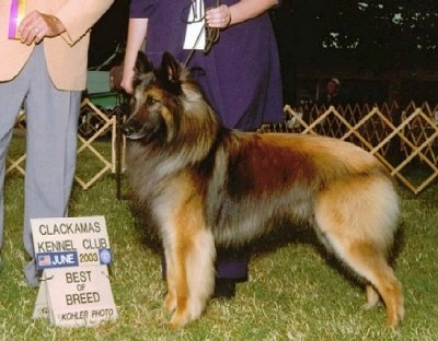 Arrow the Belgian Tervuren standing in front of two people and a sign that says 'Clackmans Kennel Club - June 2003 - Best of Breed - Kohler Photo'