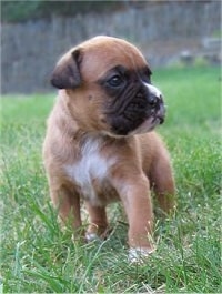 Beta the Boxer Puppy standing outside in grass and looking to the left