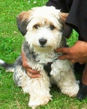 Sussie the Bichon Yorkie sitting in grass with a person holding them near