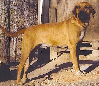 Black Mouth Cur standing outside on a chain in dirt in front of a building