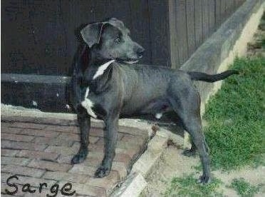 Sarge the Blue Lacy standing in front of a building looking back. The word 'Sarge' is overlayed in the bottom right