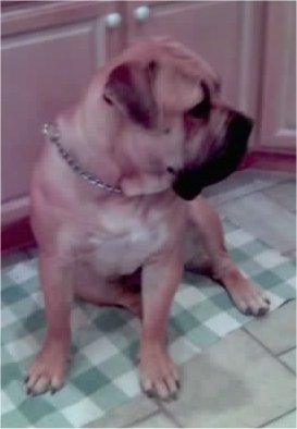 Jabari the Boerboel sitting in the kitchen on a green rug and looking to the left