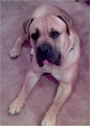 Jabari the Boerboel laying on a carpet with its tongue out looking at the camera holder