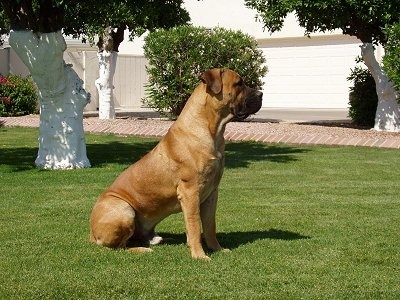 Left Profile -  Boerboels looking into the distance