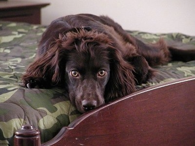 Sadie the Boykin Spaniel laying on a bed