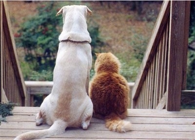 A white with tan dog is sitting outside on a wooden deck next to an orange with white cat at the top of a staircase looking down into a yard.
