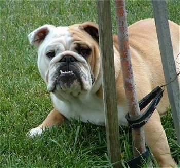Lilli the English Bulldog laying outside peering around a baby tree that is being held up by two wooden stakes