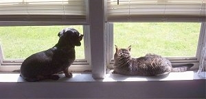 Andy the cat and Halee the dog sitting on a window sill and looking out of the window