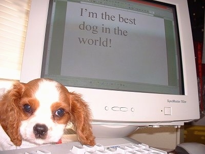 Cavalier King Charles Spaniel puppy is laying under a CRT monitor and behind a keyboard and it is looking forward. On the computer screen the words - I'm the best dog in the world! - is written.