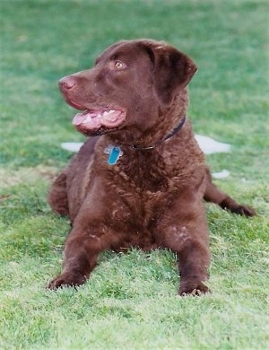 Beau the Chesapeake Bay Retriever laying in the grass with his mouth open looking to the left