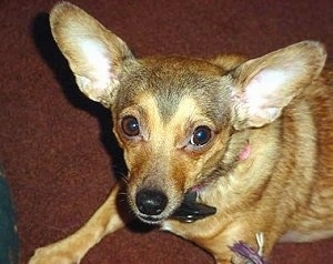 Head and upper body shot - A perk-eared, small breed, large-eared, black with brown Chihuahua mix is sitting on a brown carpet looking up.