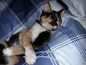 Jazz the Calico kitten is sleeping on a blue plaid bed with its paws crossed