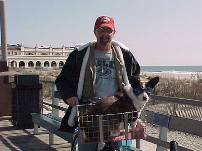 Bailey the Cardigan Welsh Corgi Puppy is sitting in a cart on a bicycle. There is a person on the bike. They are at the Boardwalk at Ocean City, New Jersey