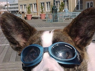 Close Up - Bailey the Cardigan Welsh Corgi Puppy is wearing sunglasses and looking into the camera with the Boardwalk in the Background