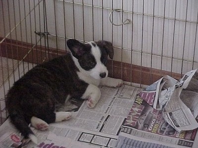 Bailey the Cardigan Welsh Corgi Puppy is laying on newspapers in the corner of a metal pen