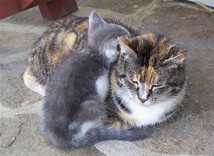 Little Lou the Kitten is laying on top of Bob the Cat on a stone porch