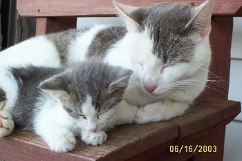 Little Lou the Kitten and Snowball the Cat are sleeping next to each other on a red wooden bench