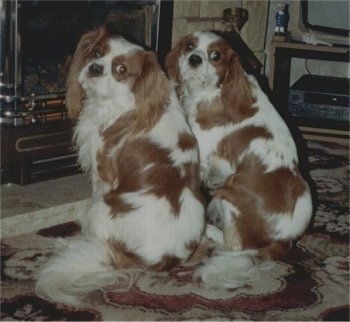 Danny and Ben the Cavalier King Charles Spaniels are sitting on a rug in front of a fireplace and looking back towards the camera holder