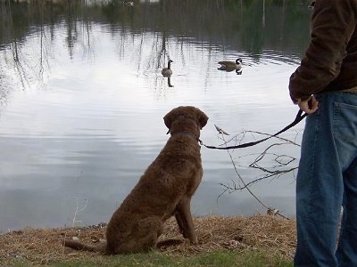Beau the Chesapeake Bay Retriever is sitting in front of a pond and looking at the two ducks swimming in it. There is a person next to Beau and they are holding his leash