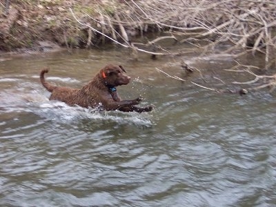 Action shot - Beau the Chesapeake Bay Retriever is jumping into a body of water