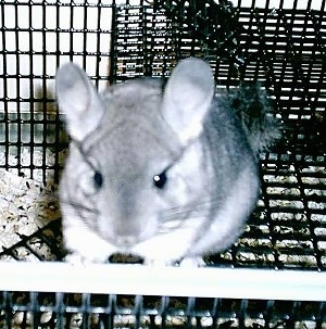 Close up front view - A Standard Grey Chinchilla is standing against a cage door. It is looking forward.