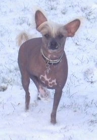 Ben the Chinese Crested hairless is sitting in snow and looking up to the camer holder