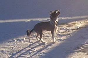 Bella the Chinese Crested hairless is standing in snow and looking up