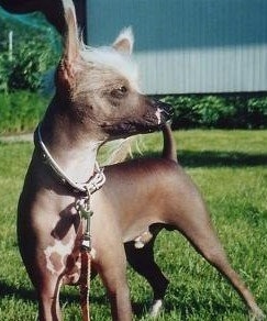 Close Up - Ben the Chinese Crested hairless is standing in a field and looking to the right