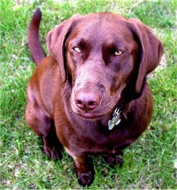 Close Up - A chocolate Labrador Retriever is sitting in grass and looking up with its green eyes squinted.