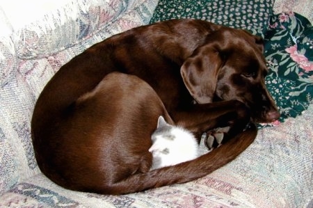 A chocolate Labrador Retriever is curled up sleeping on a couch with a grey and white kitten sleeping in-between its tail and legs.