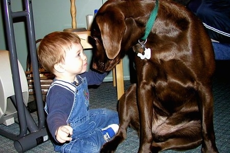 A chocolate Labrador Retriever is sitting on a carpet turned and looking face to face making eye contact with a male toddler that is sitting next to it on the floor.
