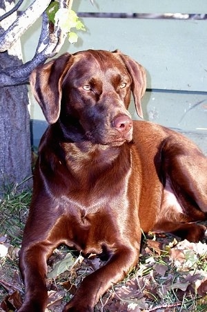 A shiny chocolate Labrador Retriever is laying next to a tree in front of a green privacy fence.