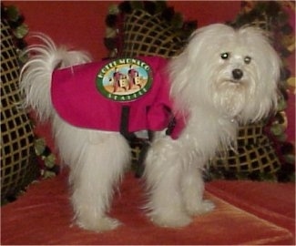 Yuki the Coton De Tulear uis wearing a hot pink vest while standing on a couch and looking forward