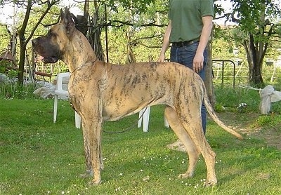 Left Profile - A brown brindle Great Dane is standing in grass with a person behind it. Its mouth is open. They are in a backyard with plastic lawn chairs next to them.