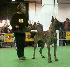 A brown brindle Great Dane is standing in a ring at a dog show with a lady holding its leash.