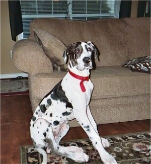 A white and black harlequin Great Dane puppy is sitting on a throw rug on a hardwood floor in front of a tan couch. There is a window with white blinds behind the couch.