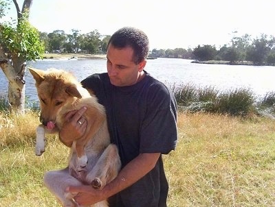 A Dingo who is licking his nose is being held in the air by a man outside with a body of water behind him