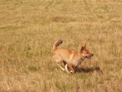 Lindy the Dingo is running through a field of tall brown grass