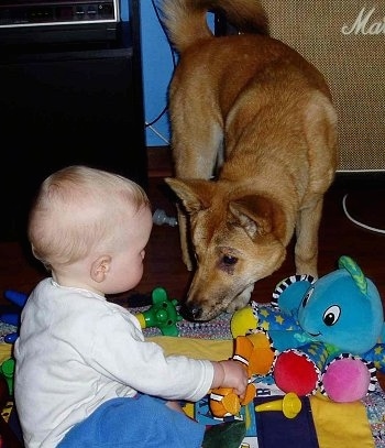 Lindy the Dingo is kneeling down and looking at a baby sitting on a blanket playing with Finding Nemo toys.