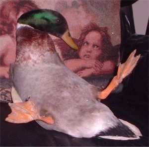 A mallard duck is laying belly-out on a couch pillow that has Raffaello Sanzio Raphael's Angels printed on it. The duck's webbed feet are in the air.