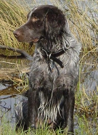 A Wet Deutscher Wachtelhunds is sitting in a mucky body of water and looking to the left