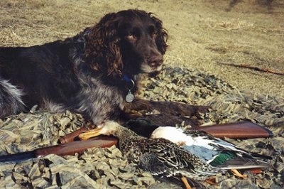 German Jake Vom Eagle River the Deutscher Wachtelhund dog is laying on the ground next to a gun and a dead duck in front of it
